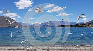 Seagulls flying on shore of Lake Wanaka, New Zealand