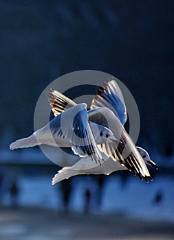 Seagulls flying at the snow beach at the baltic sea in gdynia poland