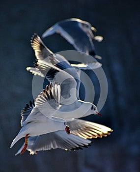 Seagulls flying at the snow beach at the baltic sea in gdynia poland