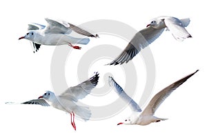 Seagulls flying style Isolated on white background.