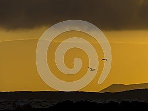 Seagulls flying at sunset in orange sky.