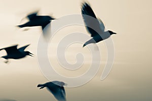 Seagulls flying in sunset sky,Abstract motion blur background