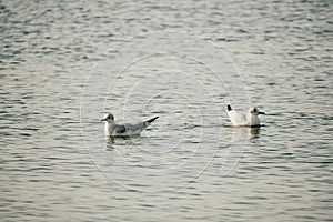 A flock of seagulls fly, fishing and swim in the sea. Warm sunset sky over the ocean. Silhouettes of seagulls flying in