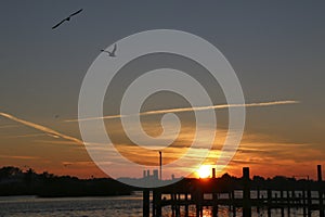 Seagulls flying into the sunset, Tarpon Springs, Florida