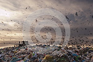 Seagulls flying in the trash