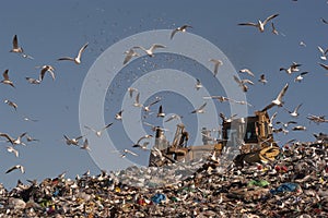Seagulls flying in the trash