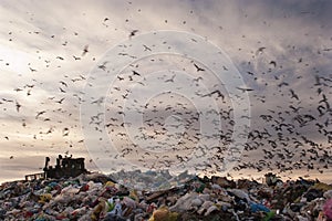 Seagulls flying in the trash