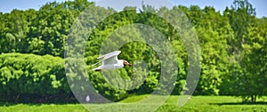 seagulls flying on tree background and blue sky over