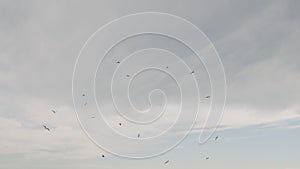 seagulls flying on a windy day against cloudy sky photo