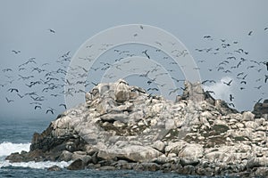 Seagulls on the foggy coast in Monterey, California, USA
