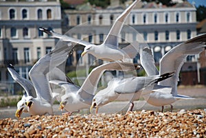 Seagulls on Folkestone beach