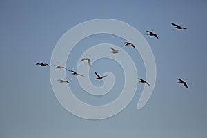 Seagulls follow the leader