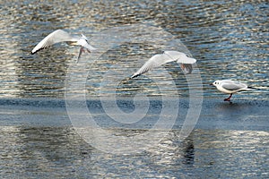 Seagulls On Frozen Lake