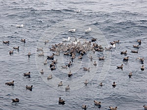 Seagulls and fulmars swimming on the sea surface