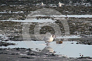 Seagulls among the garbage on the dirty beach. Environmental disaster, the danger of industrial pollution. Birds on the background