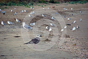 Seagulls among the garbage on the dirty beach. Environmental disaster, the danger of industrial pollution. Birds on the background