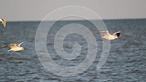 Seagulls glide over ocean waves at sunset. Wild birds in flight, natural seabird migration. Coastal wildlife scene