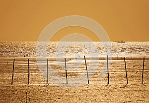 Seagulls on the golden sunset  beach