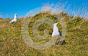 Gaviotas sobre el césped 