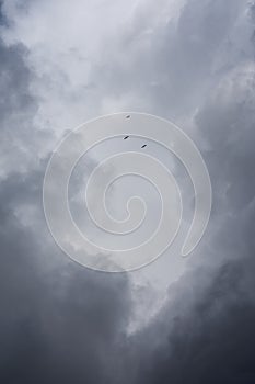 Seagulls between gray tones of stormy sky