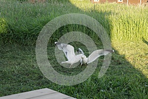 Seagulls on green grass in motion.
