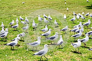 Seagulls on the ground