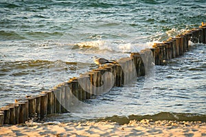 Seagulls on a groyne in the Baltic Sea. Waves and blue sky. Coast by the sea