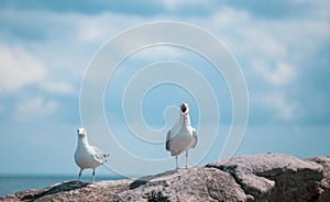 Seagulls in Gudhjem of Bornholm, Denmark