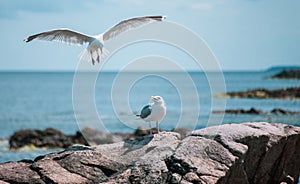 Seagulls in Gudhjem of Bornholm, Denmark