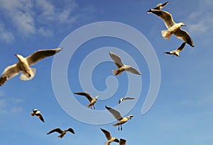 Seagulls photo