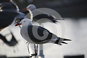 Seagulls in harbor
