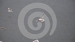 Seagulls have been feeding at the salt fields photo