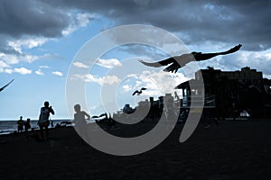 Seagulls at Hollywood Beach in Hollywood Florida United States of America.