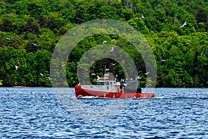 Seagulls Hounding the Fishing Boat