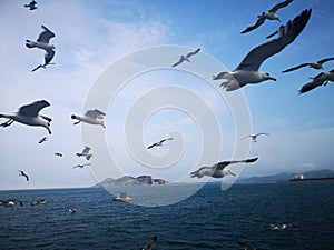 Seagulls hover over the surging waves