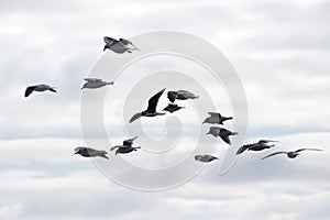 Seagulls hovering in the air a winter day.