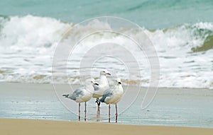 Seagulls huddled together at edge of surf waves