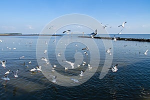 Seagulls hunt for small fish at the Seashore.