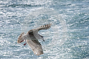 Seagulls hunting fish in Hamana Lake in Shizuoka prefecture of Japan