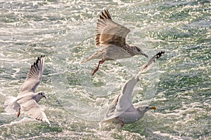 Seagulls hunting fish in Hamana Lake in Shizuoka prefecture of Japan