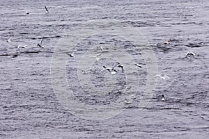 Seagulls hunting fish on the river