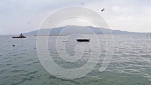 Seagulls hunting in a fishing farm