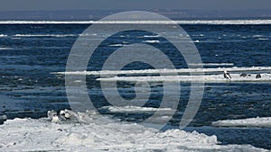 Seagulls on ice floes drifting in the sea