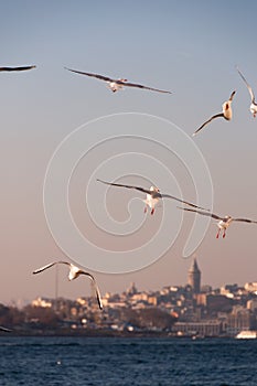 Seagulls in Instanbul photo