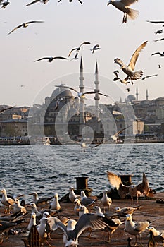 Seagulls in Istanbul