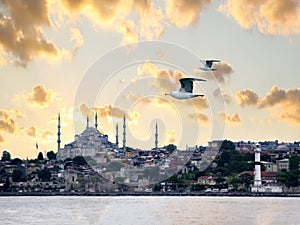 Seagulls on Istanbul photo