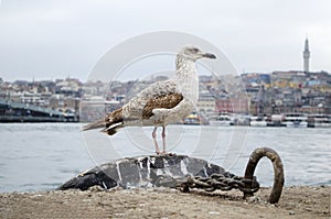 The seagulls Istanbul