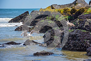 Seagulls on Jetty