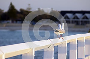 Seagulls on Jetty, Busselton, WA, Australia