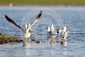 Seagulls on lake